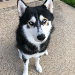 Meet your Posher, Shane